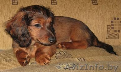 Продаются щенок карликовой длинношерстной таксы - Изображение #1, Объявление #7175