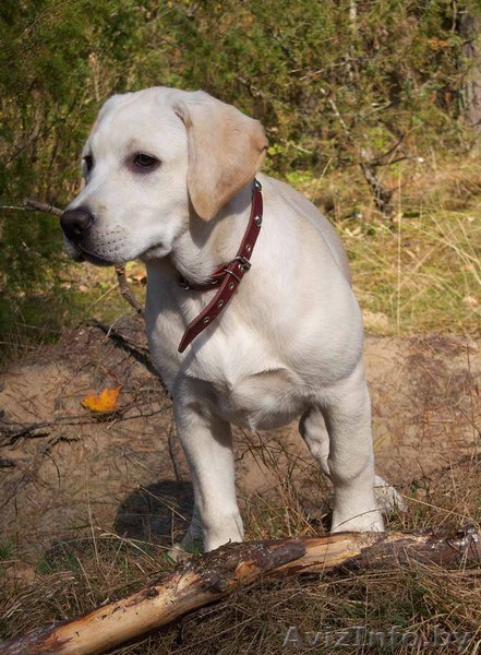 Куплю пометом Лабрадора-ретривера ! - Изображение #1, Объявление #11646