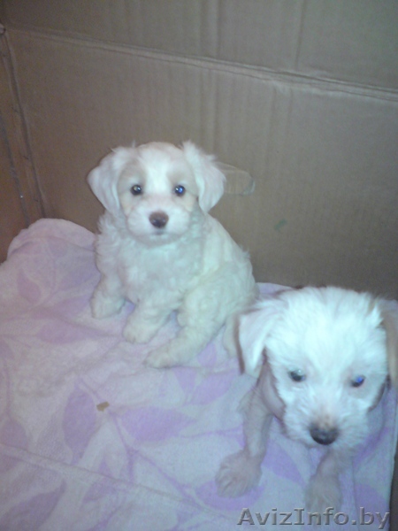 Щенки китайской хохлатой - Изображение #1, Объявление #18641