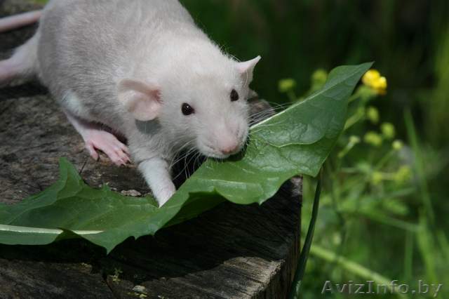 Крысята из питомника! - Изображение #1, Объявление #35091