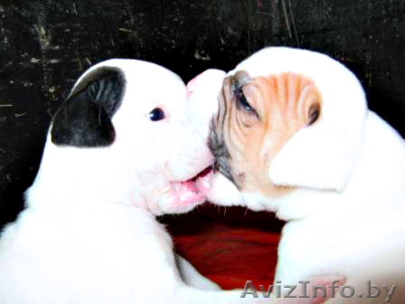 щенки бульдога, настоящий друг - Изображение #1, Объявление #37919
