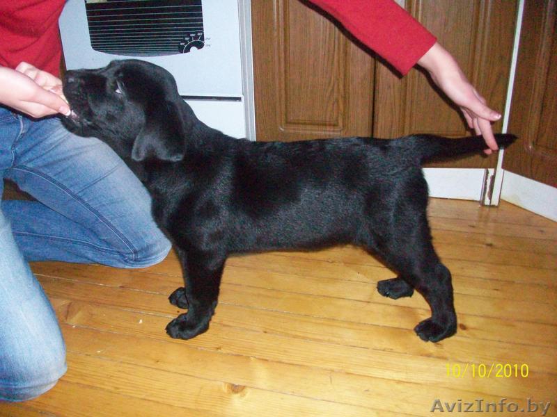 Лабрадора ретривера щенок - Изображение #1, Объявление #96721