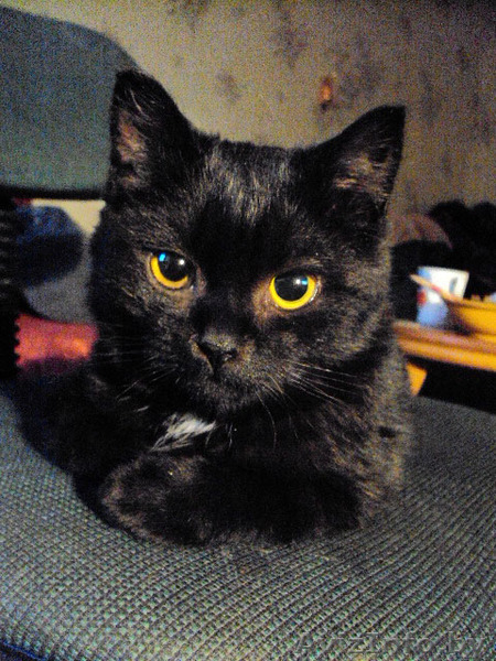 Котенок (девочка) в дар!!!!!!!!!!! - Изображение #1, Объявление #110375