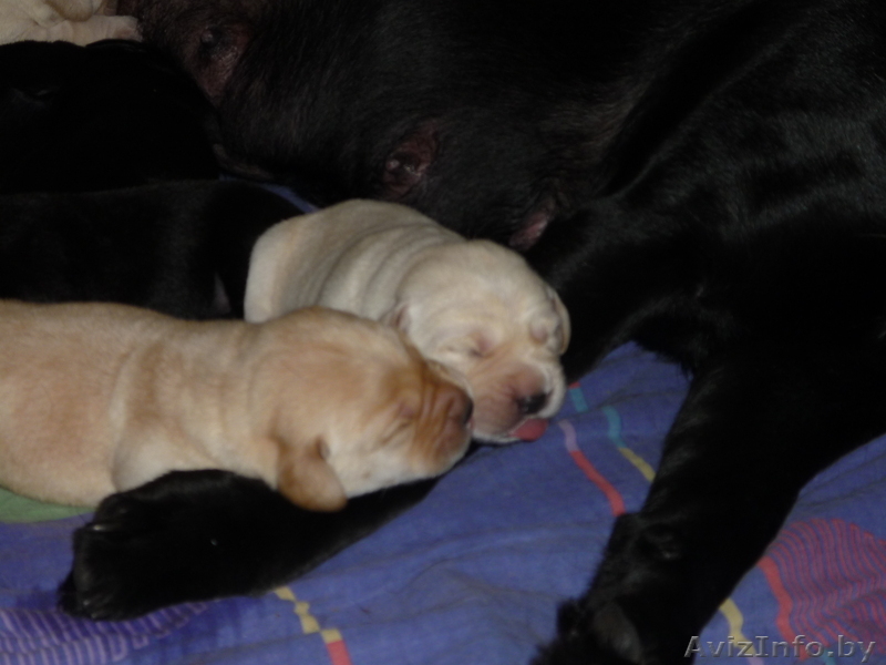 Элитные щенки лабрадора-ретривера - Изображение #1, Объявление #122801