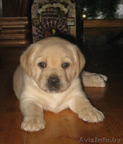 Щенки лабрадора-ретривера! - Изображение #1, Объявление #142592