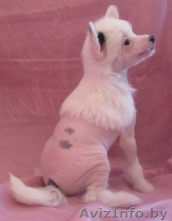 Продаются щенки китайской хохлатой собачки - Изображение #1, Объявление #165820