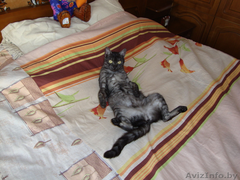 Пприглашаем кота на вязку. - Изображение #1, Объявление #277257