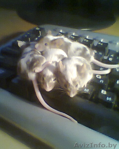 Декоративные мышки - Изображение #1, Объявление #296799