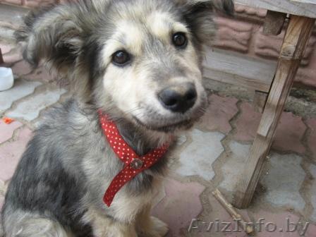 Найден пёс недалеко от города Гродно! - Изображение #1, Объявление #297436