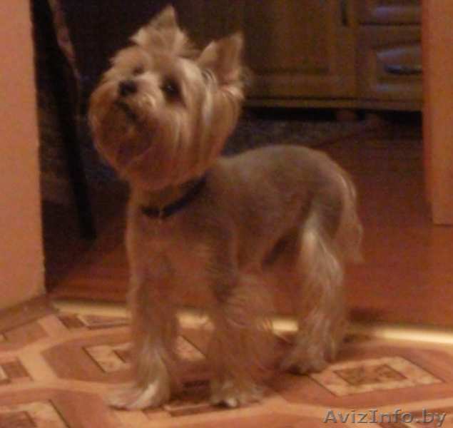 Пропал йоркширский терьер.. - Изображение #1, Объявление #327091