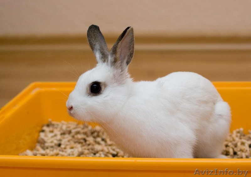 декоративный кролик! - Изображение #1, Объявление #349700