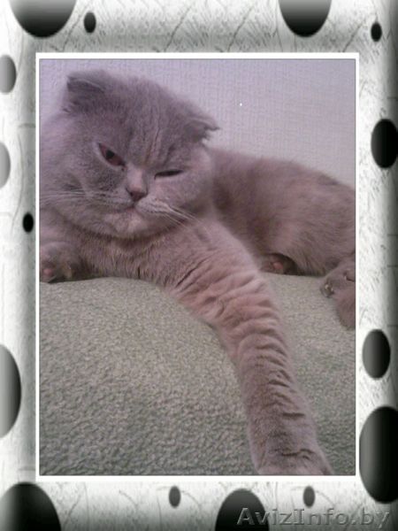 кошка приглашает на вязку - Изображение #1, Объявление #444191