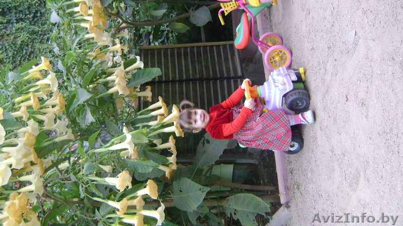 избыток растений - Изображение #1, Объявление #444155