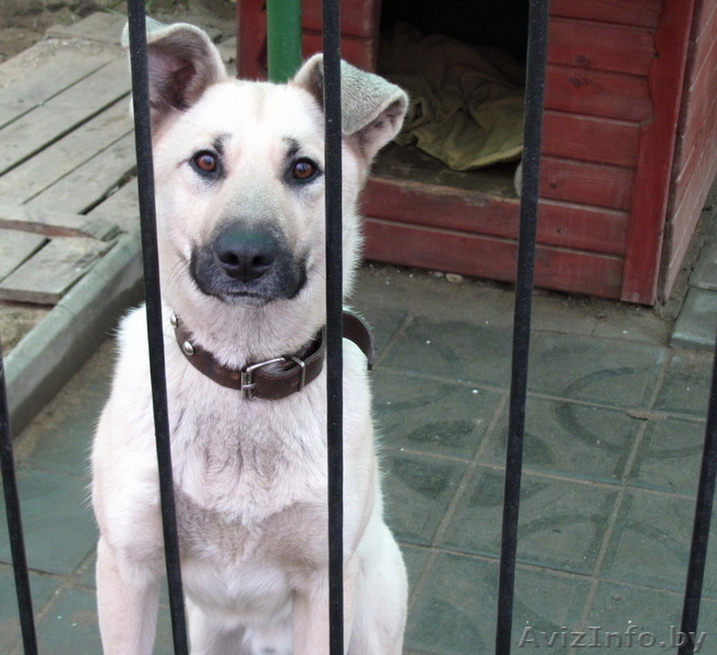 НАШЛАСЬ МОЛОДАЯ СОБАКА БЕЛОГО ОКРАСА(фото) - Изображение #1, Объявление #481022