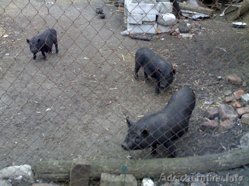 Продам поросят вьетнамской травоядной вислобрюхой породы  - Изображение #1, Объявление #593833