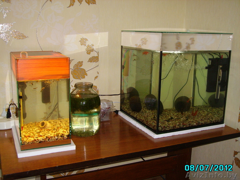 Продам аквариумы на 70 и 21 литр СРОЧНО - Изображение #1, Объявление #716688