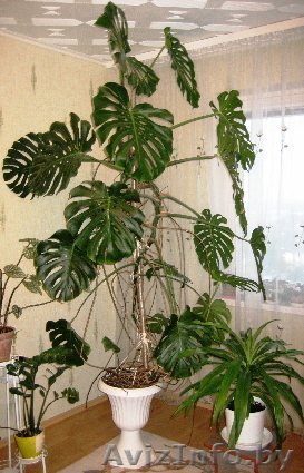 Комнатное растение - Монстера - Изображение #1, Объявление #805865