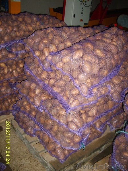 Продам картофель оптом Скарб и Бриз - Изображение #1, Объявление #980352