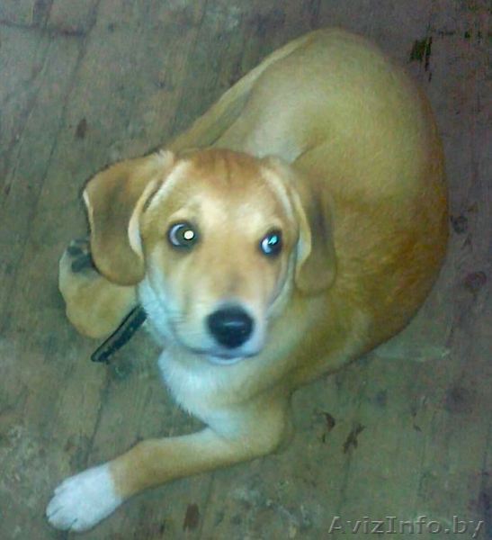 Пропал четвероногий друг!  - Изображение #1, Объявление #1004705