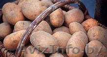 картофель крупный с доставкой(без доставки цена ниже) - Изображение #1, Объявление #1011395