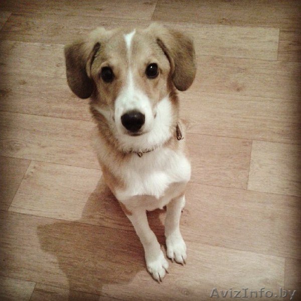 Отдам в добрые руки!! - Изображение #1, Объявление #1004182