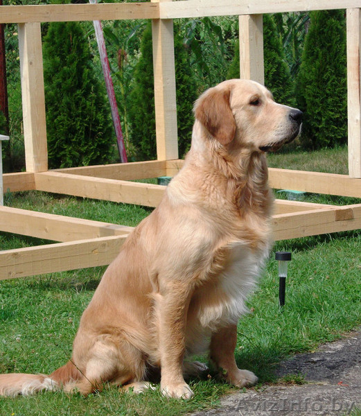 Предлагаю - Изображение #1, Объявление #1025326