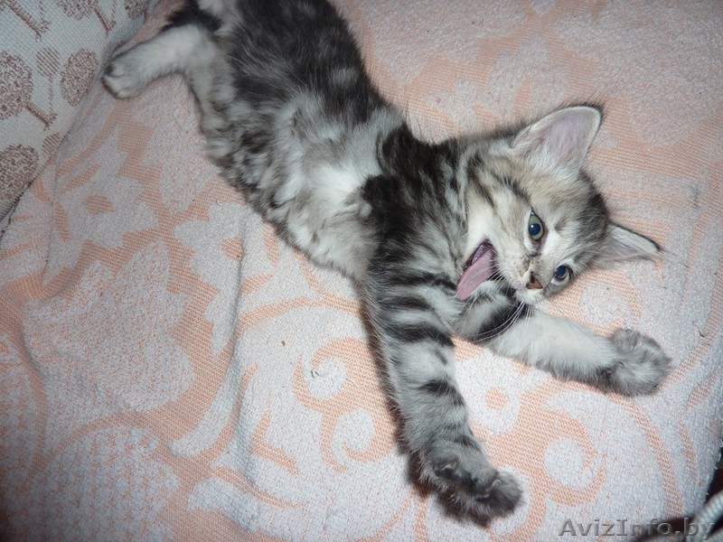 Игривый котенок Макс ищет заботливых хозяев - Изображение #1, Объявление #1017820