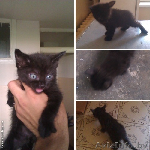 Срочно отдам котёнка - Изображение #1, Объявление #1122244