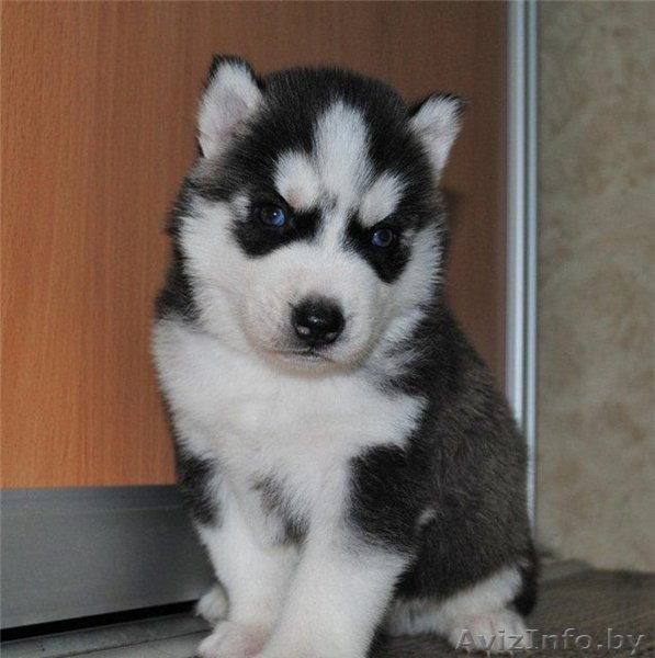 Сибирский хаски , щенок , мальчик и мальчики - Изображение #1, Объявление #1162157