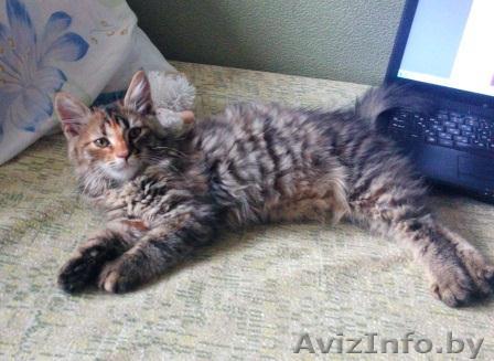 Маленькая кнопочка ищет ответственную семью! - Изображение #1, Объявление #1291563