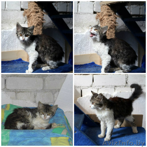 Котенок подросток в ДАР - Изображение #1, Объявление #1304072