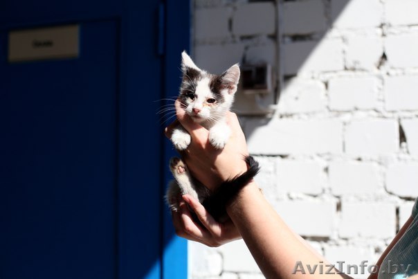 Котенок просит спасения  - Изображение #1, Объявление #1304092