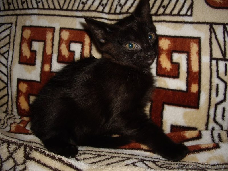  Котеночек в добрые руки - Изображение #1, Объявление #1356423