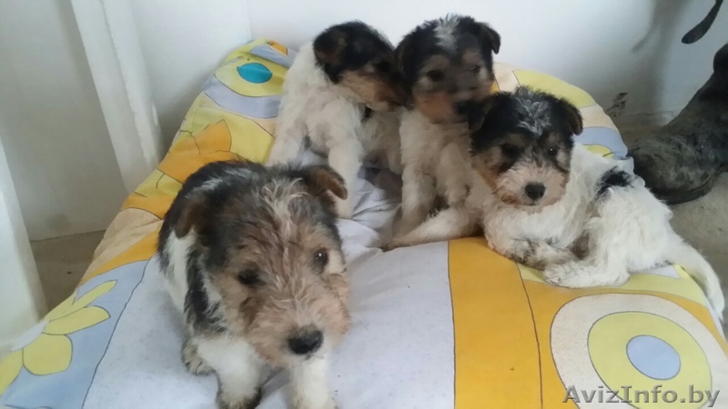 Щенки фокстерьера  - Изображение #1, Объявление #1356552