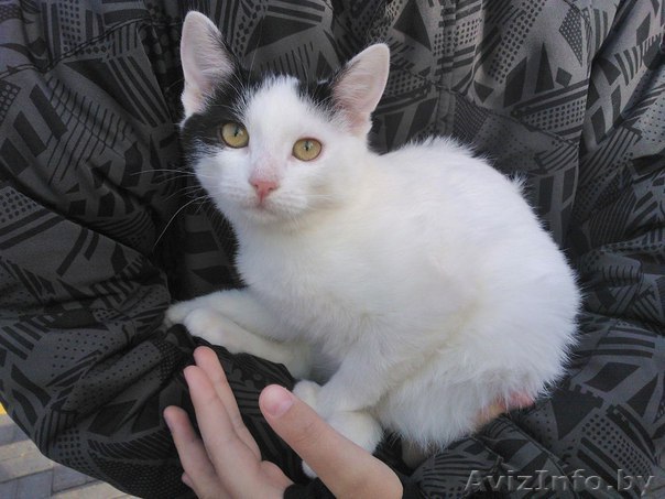 Кошечка в добрые руки - Изображение #1, Объявление #1356415