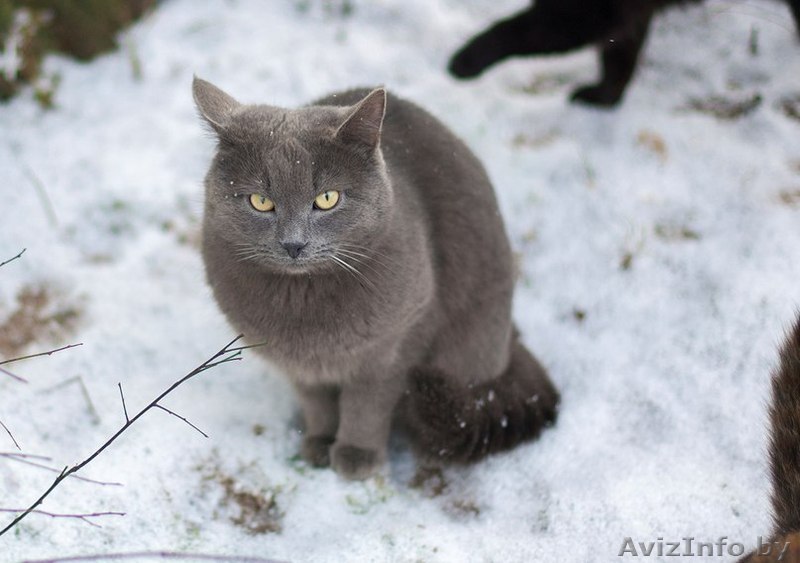 Дымок в добрые руки - Изображение #1, Объявление #1356408