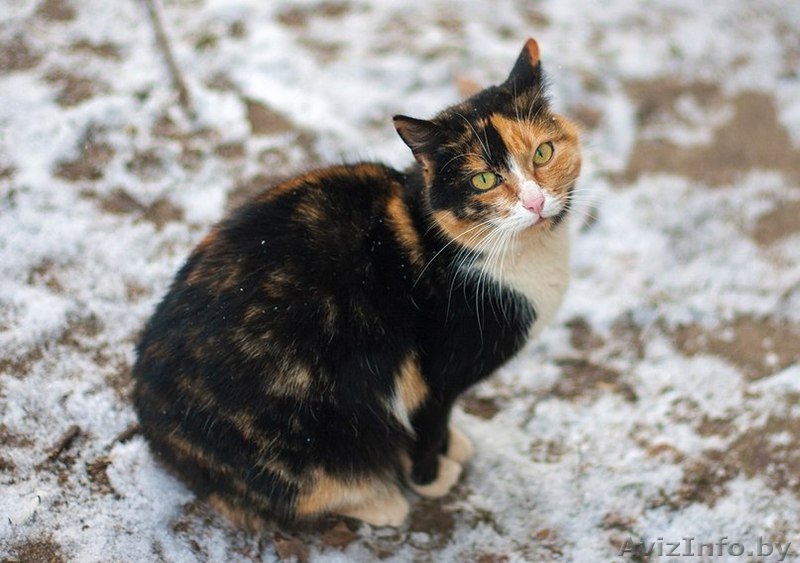 Кошечка Марфа в добрые руки - Изображение #1, Объявление #1356421