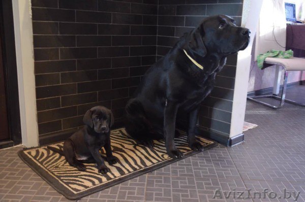 щенки лабрадора (недорого) - Изображение #1, Объявление #1445891