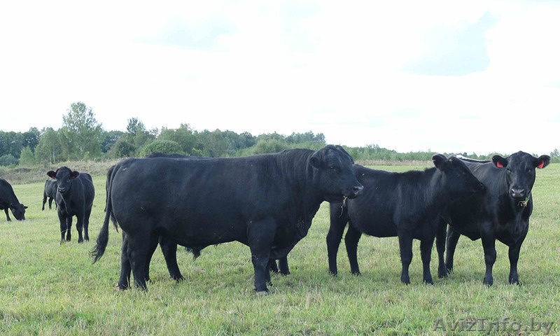 Закупаем Племенные Быки Абердин-Ангусская порода - Изображение #1, Объявление #1439923