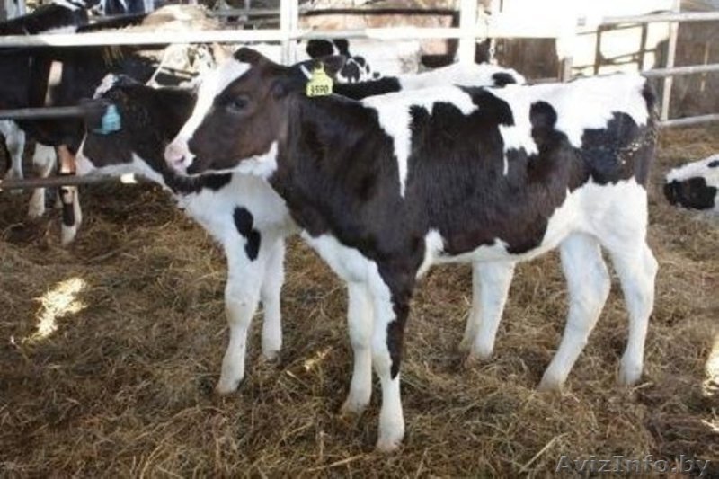 Закупаем Быки 100-200 кг. - Изображение #1, Объявление #1439942