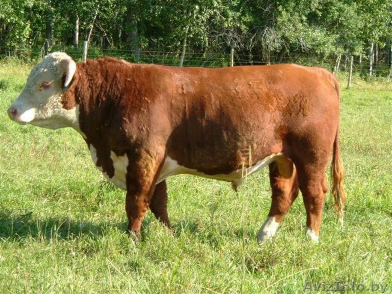 Закупаем Племенные Быки Герефордская порода - Изображение #1, Объявление #1439949