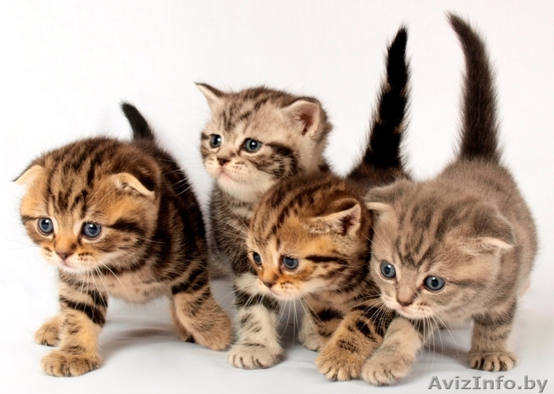 Продажа шотландских котят. - Изображение #1, Объявление #1444408