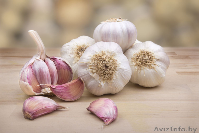Семена чеснока из Польши оптом - Изображение #1, Объявление #1449192