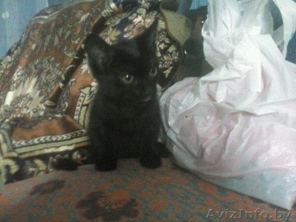 Отдам котенка в дар! - Изображение #1, Объявление #1478963