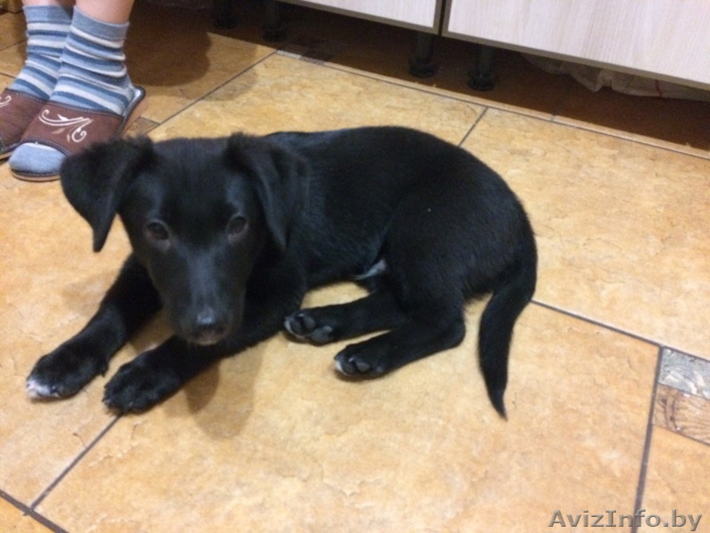 щенок с белой грудкой ищет своего хозина.легко тренеруем. в еде не привередлив. - Изображение #1, Объявление #1501144