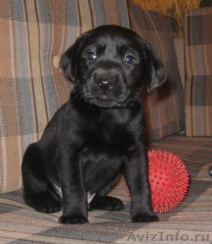 щенки лабрадора черные - Изображение #1, Объявление #60175