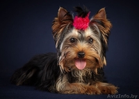 Щенки Йоркширский терьер - Изображение #2, Объявление #125154