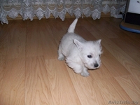 щенок Вест Хайленд Уайт Теръер (Вестик) - Изображение #2, Объявление #183433