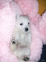 щенок Вест Хайленд Уайт Теръер (Вестик) - Изображение #1, Объявление #183433