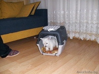 щенок Вест Хайленд Уайт Теръер (Вестик) - Изображение #3, Объявление #183433